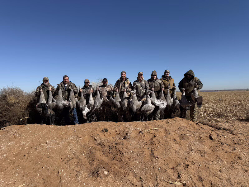 Sandhill Crane hunt