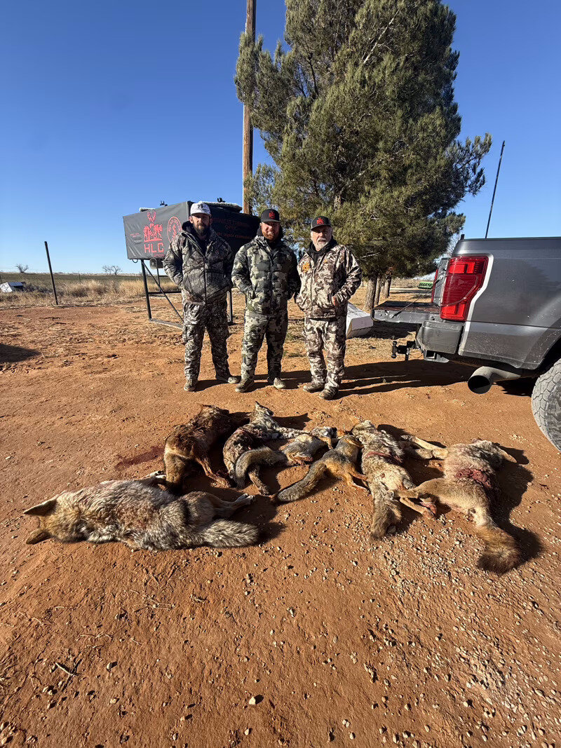 Coyote predator harvest on the red dirt of West Texas