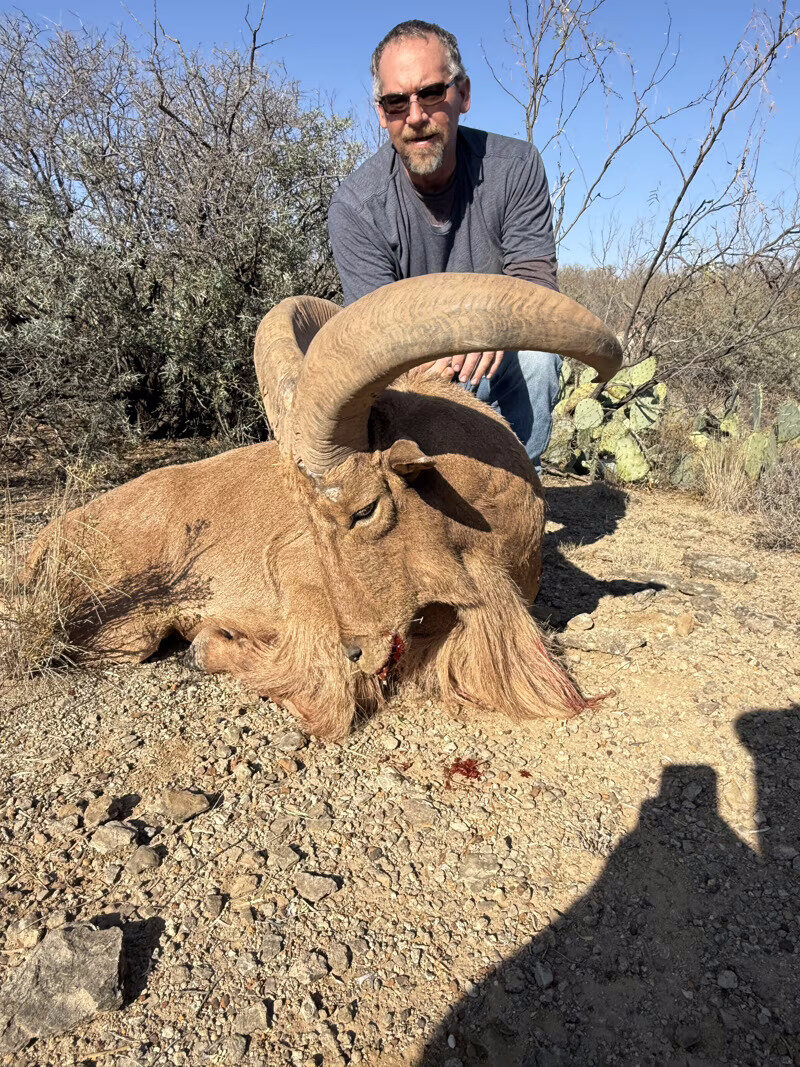 Free-Range Aoudad hunt